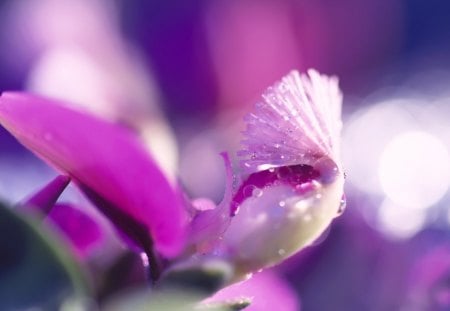 Orchid - purple, flowers, petals, orchid