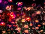 GLOWING FLOWERS