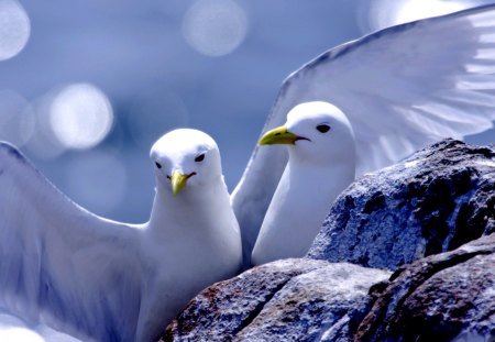 LOVE BIRDS - birds, pair, love, doves