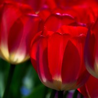 RED TULIPS