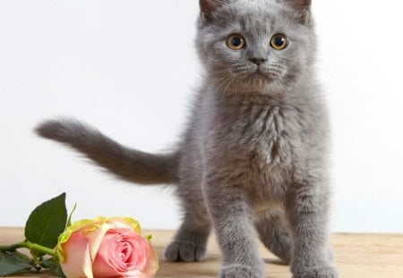 Cat and rose - adorable, gift, fluffy, cat, kitty, rose, lovely, kitten, grey, petals, beautiful, leaves, sweet, flowers, cute