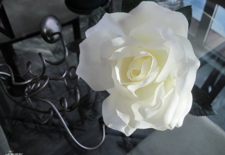 A white Rose - flowers, photography, white, rose