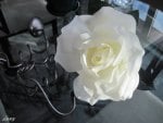 A white Rose