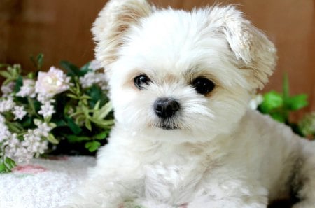 FLUFFY PUPPY - white, pet, adorable, puppy