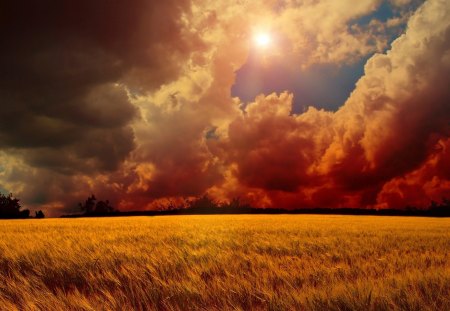 flaming clouds above sea of wheat - fields, fiery, wheat, clouds