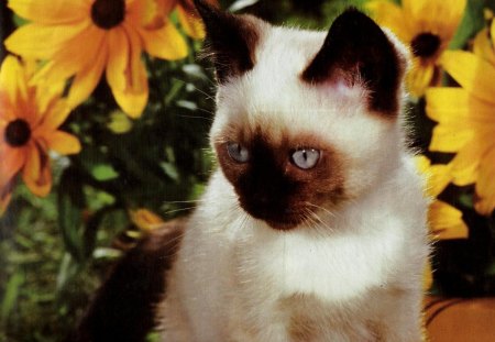 A siamese kitten with black-eyed susan flowers - black-eye susan, kitten, flowers, feline, sianese