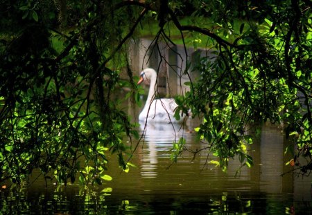 In the lagoon - swim, swans, trees, water, leaves