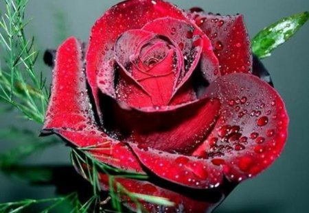 Valentine rose - beauty, love, day, valentine, rose, dew, nature, red, feelings, happiness, flowers, drops, happy