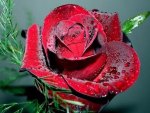 Valentine rose