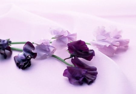 Lilla - flowers, fantastic, nature, purple, special, beauty, lilla