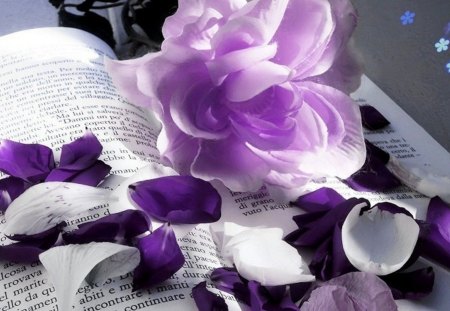 Petals fallen and an old love story - love, roses, book, white, purple, petals, feelings, pink, romance, fallen, story, old, flower