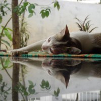 Reflecting Cat