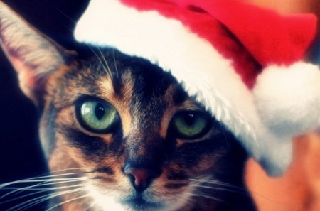 Xmas cat - sleepy, cute, beautiful, cat, sleeping, kitty, cats, hat, cat face, paws, face, animals, pretty, beauty, sweet, kitten, lovely