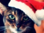 Xmas cat