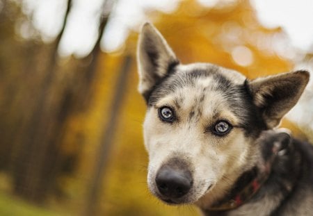 Dog - face, pretty, playful dog, cute, animals, beauty, beautiful, sweet, puppy, bubbles, playful, dogs, puppies, pay, lovely, dog face