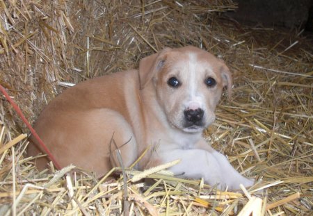 Our new puppy Myah the sweet - platful, sweet, puppy, dog