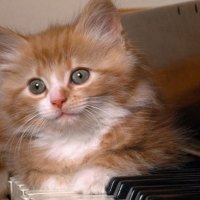 pianist kitty