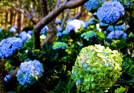 Da Lat Flowers - nature, forest, vietnam, beautiful, flowers, dalat, asia