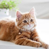 sweet kitty