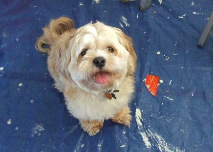 Hunter ready to make a mess while we paint - lhasa apso, fun, dog, sweet, cute, loving, happy