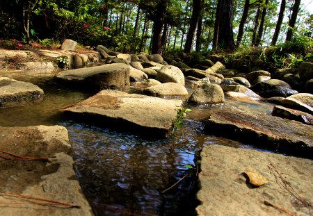 Da Lat Forest - nature, trees, forest, vietnam, river, stones, dalat