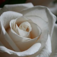 Beautiful white rose