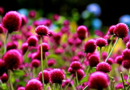 Da Lat Flowers - flowers, nature, vietnam, beautiful, dalat, asia