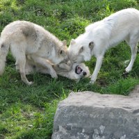 arctic wolf