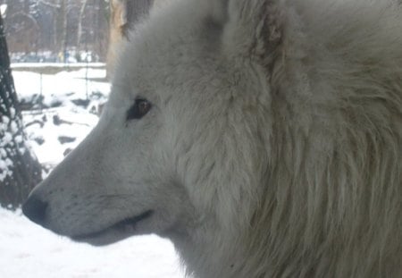 The Arctic Hunter - wolves, white, lone wolf, timber, lobo, wild animal black, majestic, wallpaper, quotes, nature, wolf, snow, canine, arctic, solitude, howling, howl, wolf pack, wolf wallpaper, wisdom beautiful, black, grey wolf, pack, spirit, grey, dog, mythical, canis lupus, winter, abstract, wolfrunning, friendship, the pack