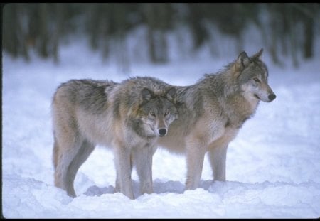 brothers - wolfrunning, snow, dog, mythical, the pack, wisdom beautiful, grey wolf, timber, canis lupus, abstract, spirit, friendship, howling, grey, white, nature, arctic, wallpaper, majestic, wolf, canine, pack, wild animal black, wolf wallpaper, winter, wolf pack, quotes, howl, wolves, black, lobo, lone wolf, solitude