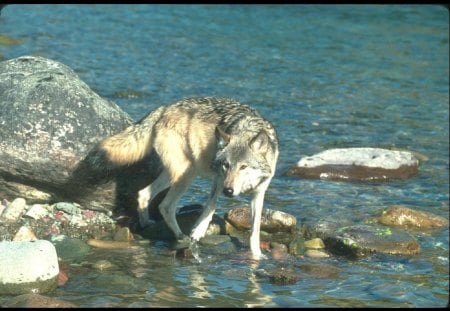 wolf - wolves, white, lone wolf, timber, lobo, wild animal black, majestic, wallpaper, quotes, nature, wolf, snow, canine, arctic, solitude, howling, howl, wolf pack, wolf wallpaper, wisdom beautiful, black, grey wolf, pack, spirit, grey, dog, mythical, canis lupus, winter, abstract, wolfrunning, friendship, the pack