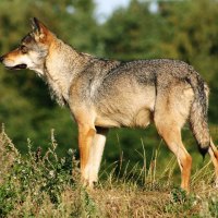 Scandinavian grey wolf Canis lupus