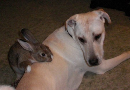 Oliver and Kona - love, rabbit, buddy, dog, friends, pest