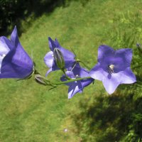 Purple bell flowers