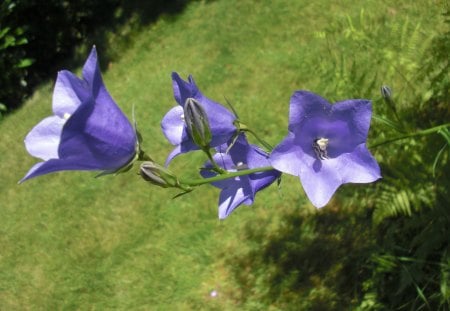 Purple bell flowers - pretty, purple, beautiful, bell flower, flower, sweet