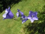 Purple bell flowers