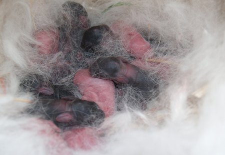 newborn baby rabbits - nest, newborn bunnies, baby, bunny, precious