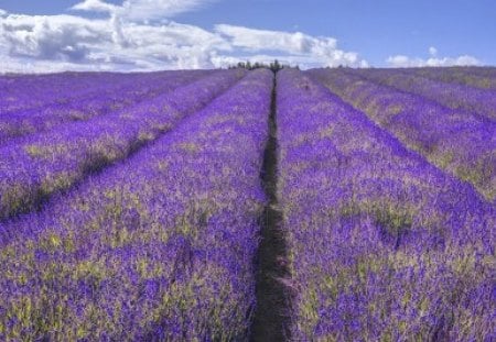 Lavender scenery - fields, beautiful, scenery, flowers, lavender, landscapes