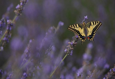 Butteerfly on lavender flower - nature, butterfly, colour, flowers, violet, lavender