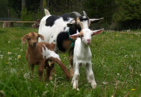 Mama goat and her twin girls - fun, precious, beautiful, goats, kids, new, happy