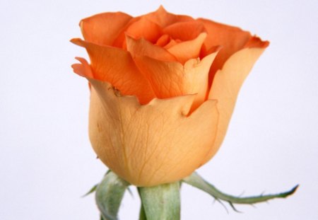 Rose bud - flower, rose, petals, orange, bud