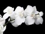 White orchids