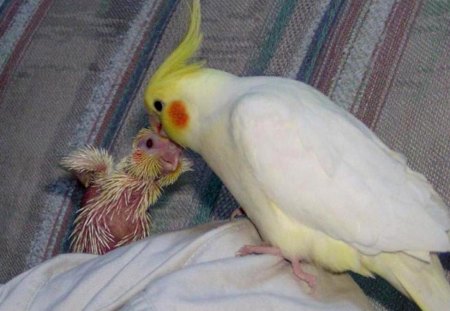 Mommy and Baby Cockateil - love, baby, baby cockateil, caring, tenderness, mommy and baby