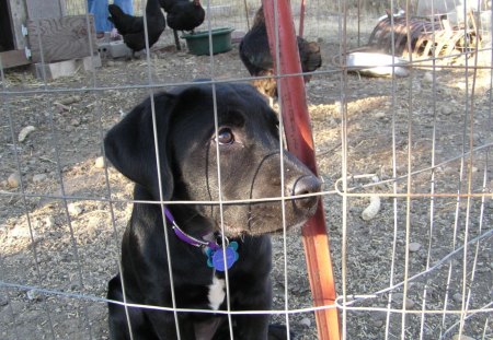 puppy Atarah busted in the chicken pin lol - chicken pen, black, busted, lab mix, Dog, cute, lol