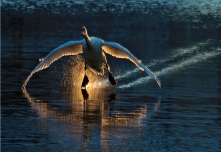 Spot of sun - water, swan, wings, take off, sun