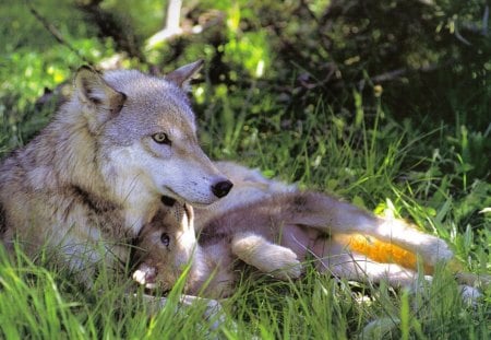 Protection - wolf, protection, mother, love, pup