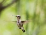 Hummingbird