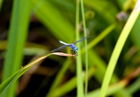 Dragonfly - bugs, colorful dragonfly, dragonfly, insects