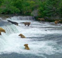 Bears in River in Alaska