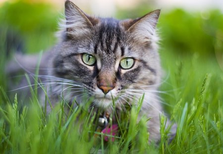 *** Gray and green *** - cats, animal, animals, cat, gray, green, grass